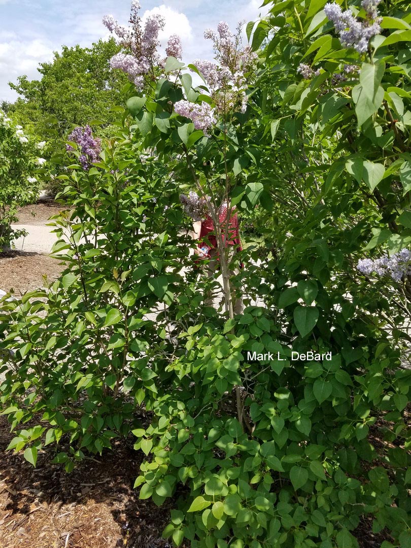 Syringa vulgaris 'Etoile de Mai'