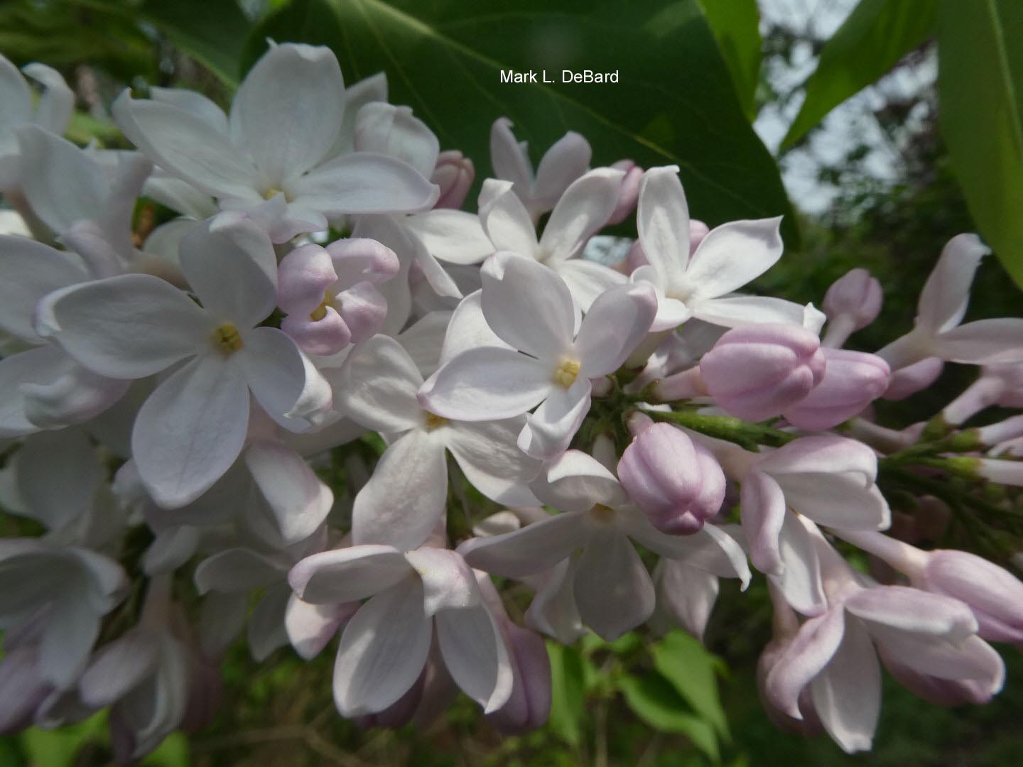 Syringa vulgaris 'Macrostachya'