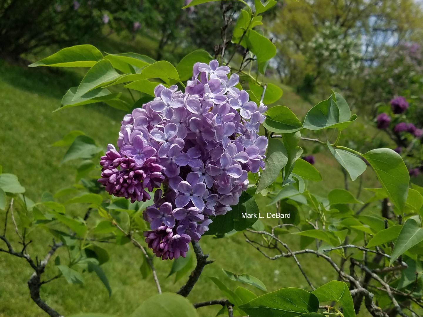 Syringa vulgaris 'Mechta'