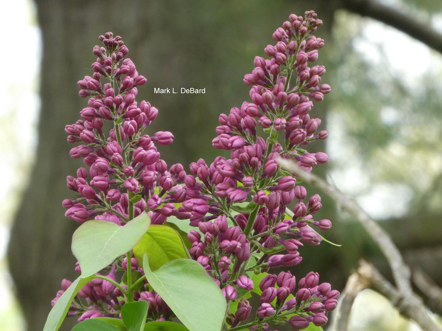 Syringa vulgaris 'Reaumur'