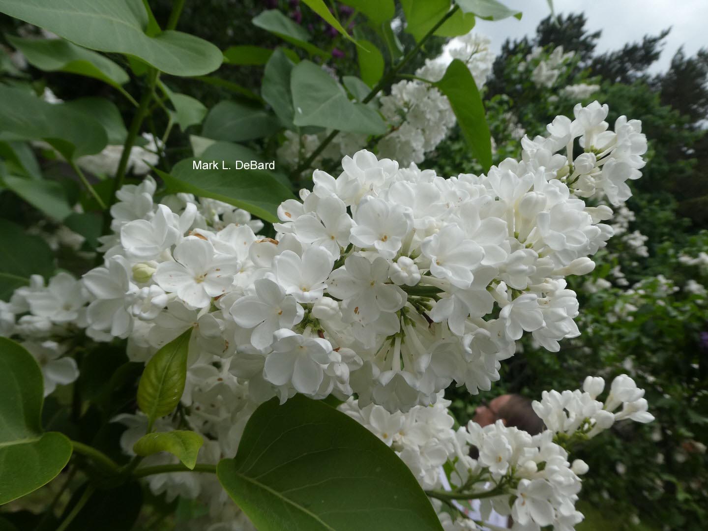 Syringa vulgaris 'Rochester'