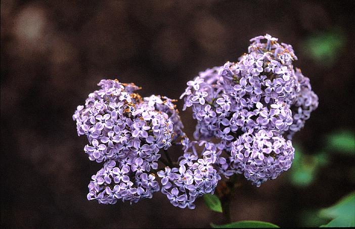 Syringa vulgaris