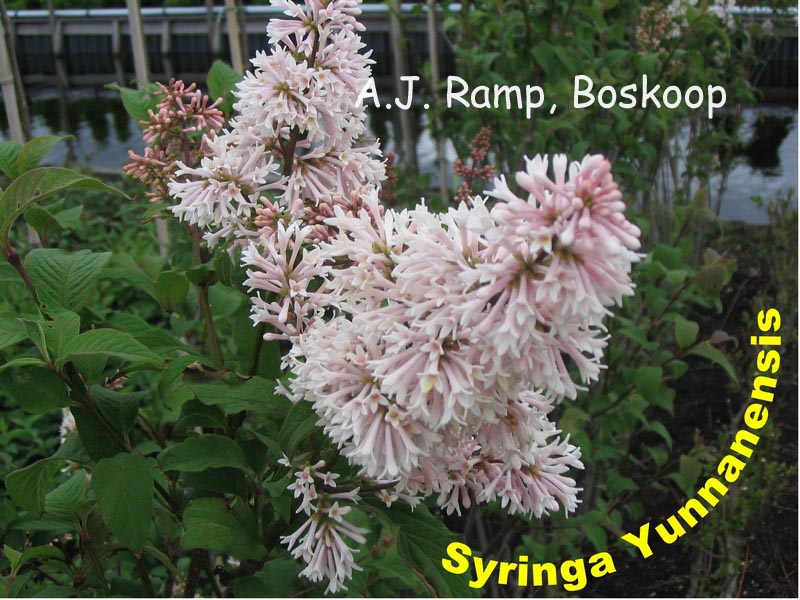 Syringa yunnanensis