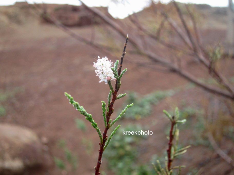Tamarix gallica