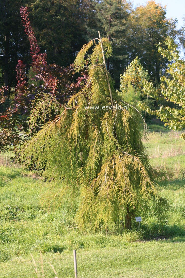Taxodium distichum 'Cascade Falls'