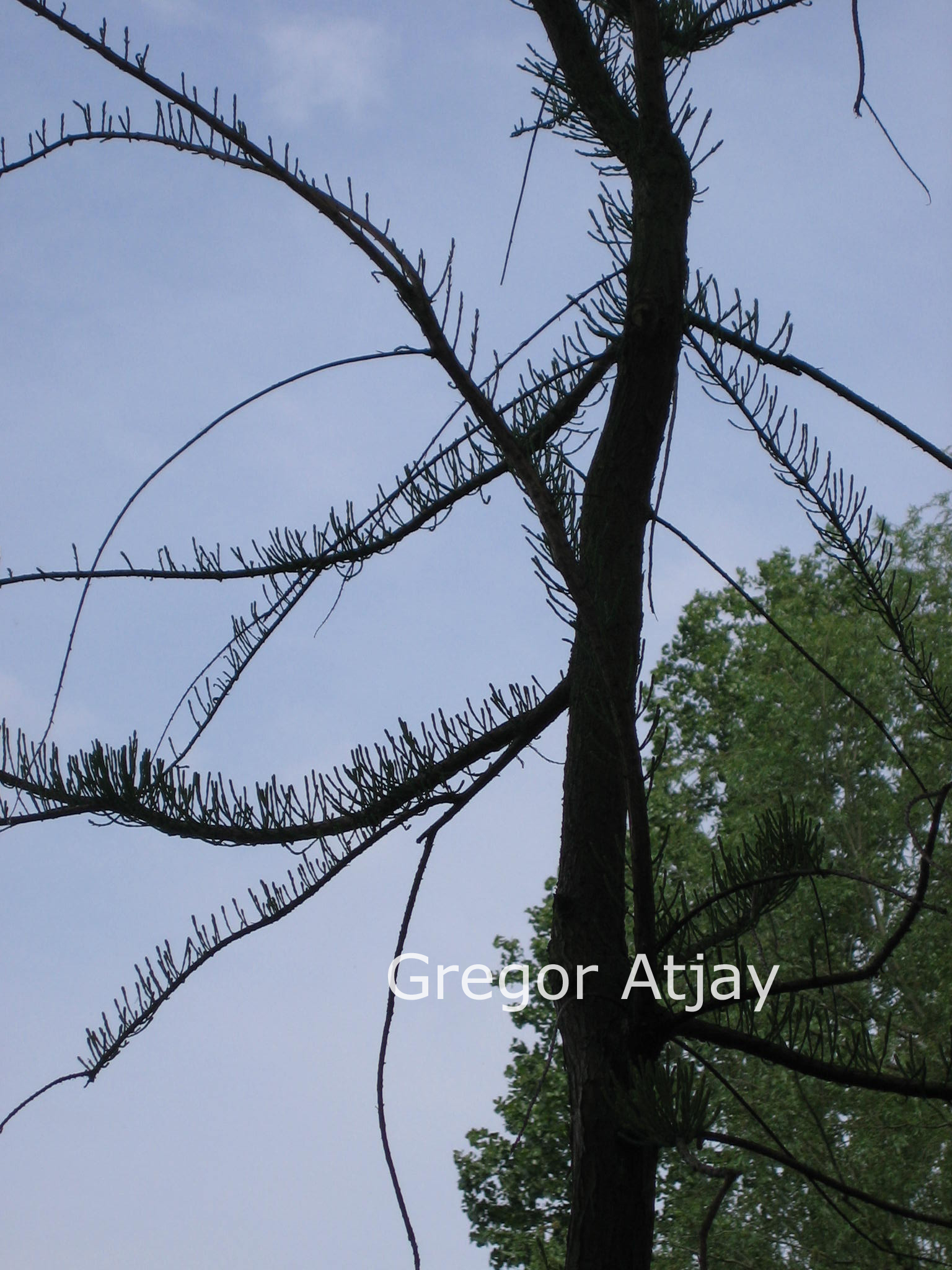Taxodium distichum 'Nutans'