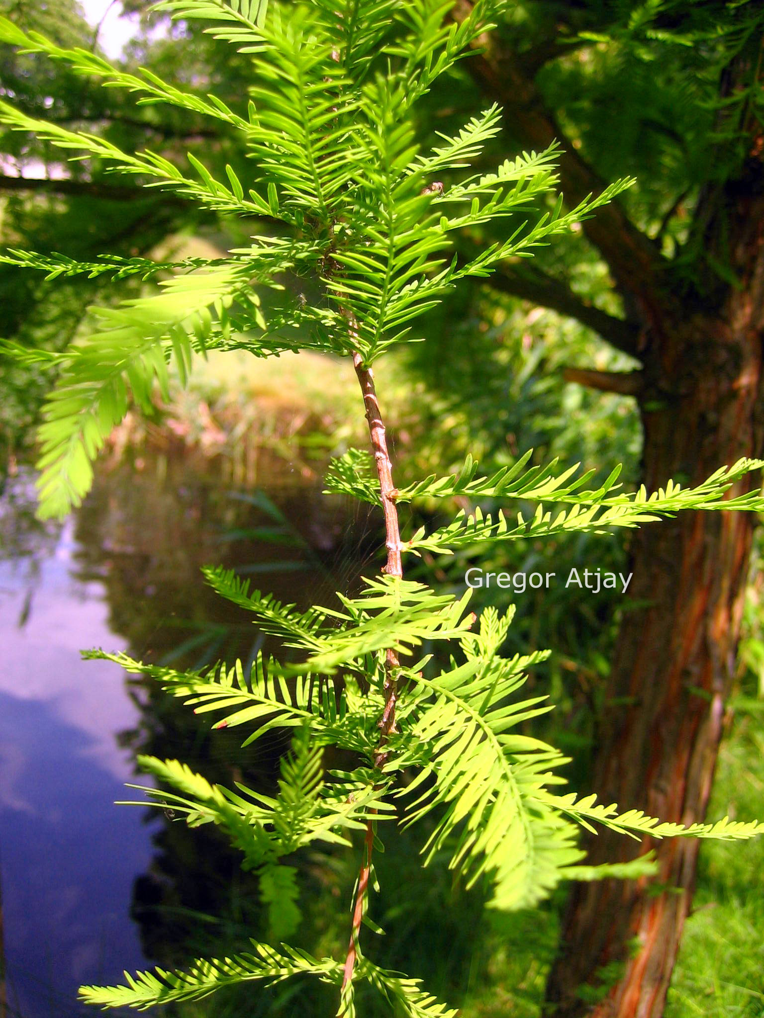 Taxodium distichum 'Peve Yellow'