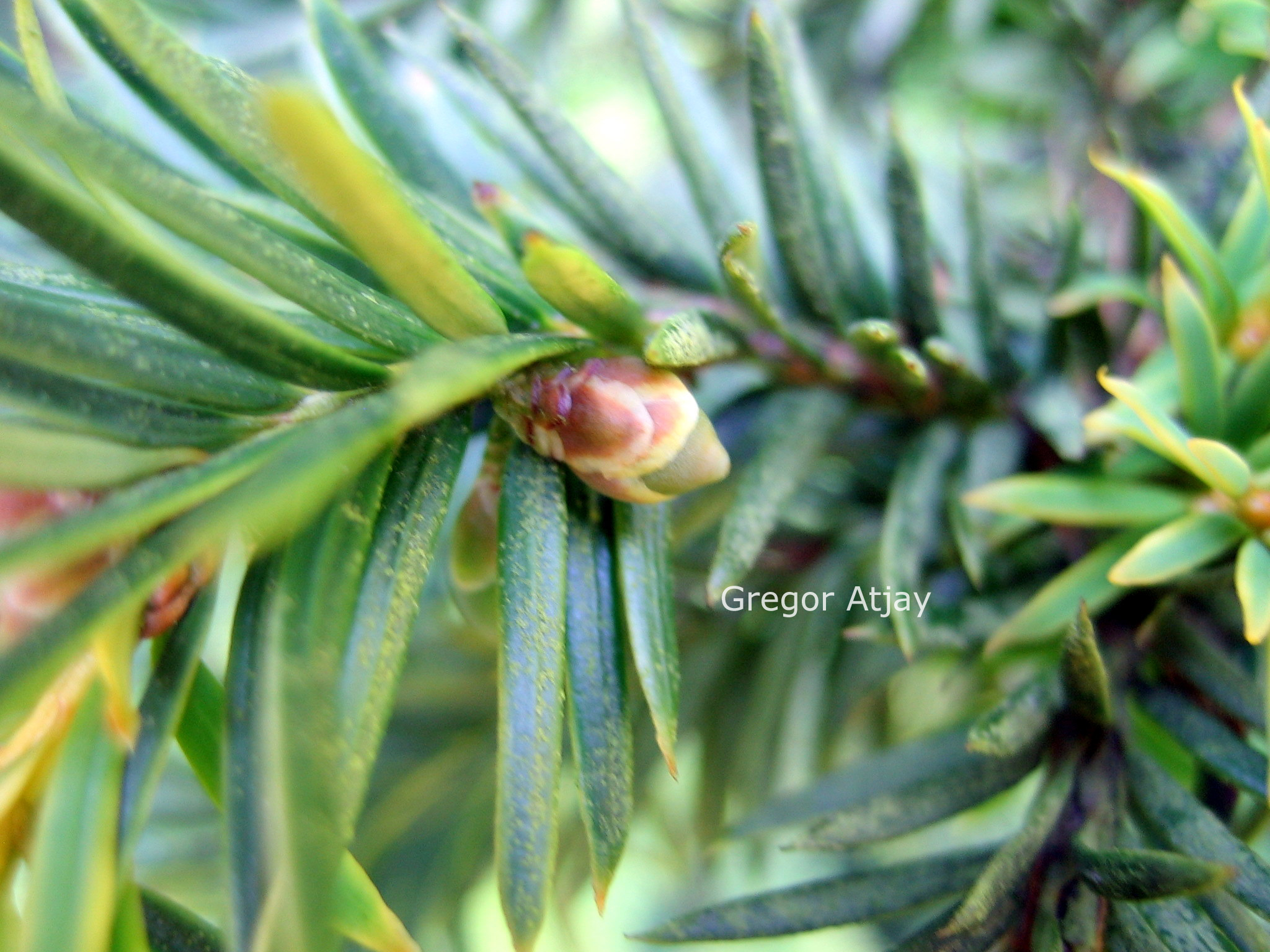 Taxus baccata 'Aurea'
