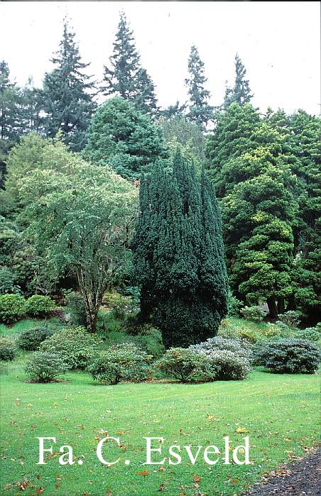 Taxus baccata 'Fastigiata'