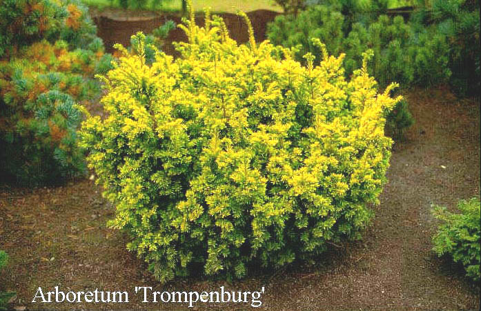 Taxus baccata 'Semperaurea'