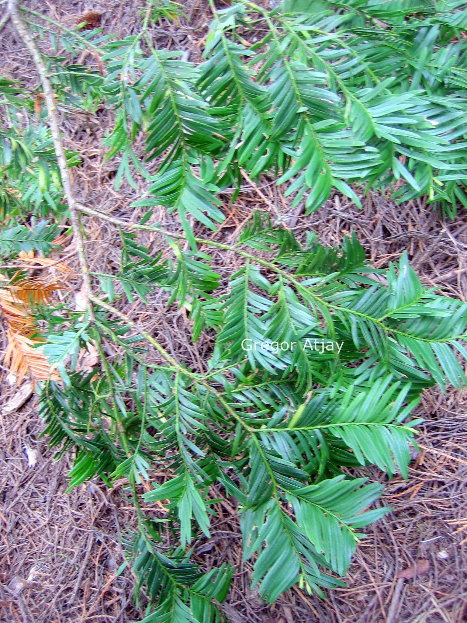 Taxus chinenis