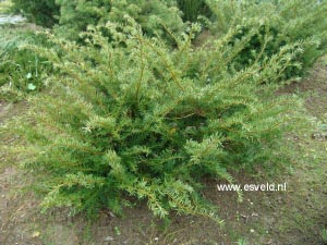 Taxus media 'Thayerae'