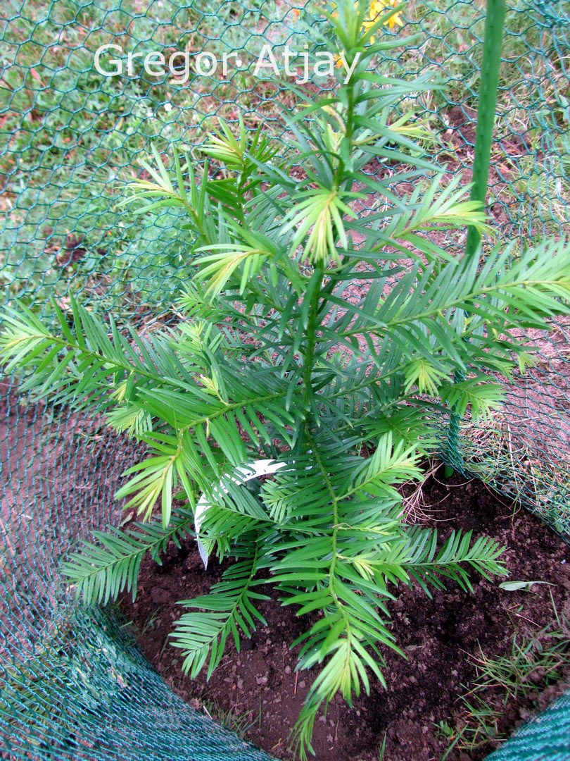 Taxus yunnanensis