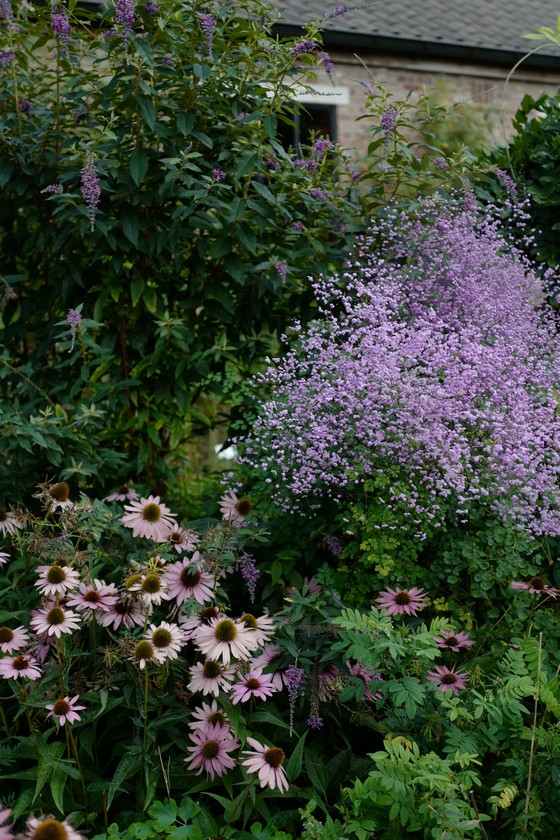 Thalictrum delavayi 'Splendide'