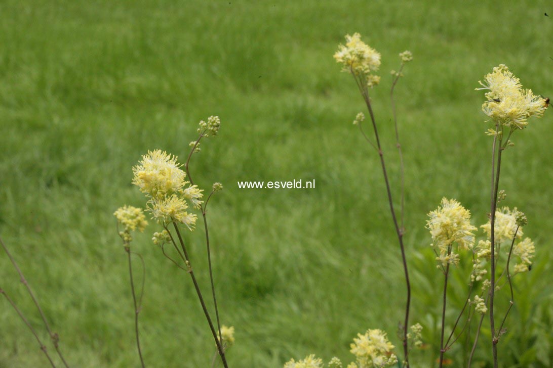 Thalictrum flavum 'Tukker Princess'