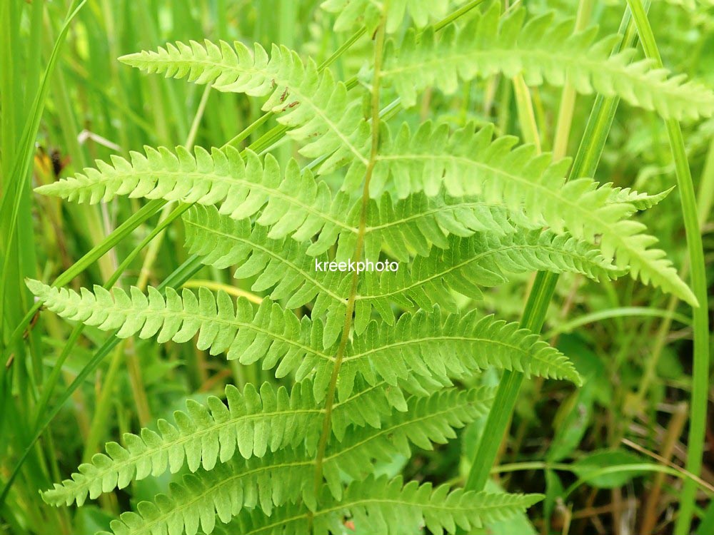 Thelypteris palustris