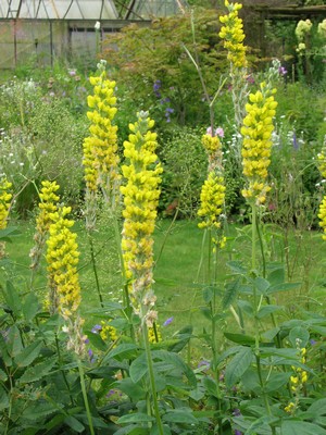 Thermopsis caroliniana