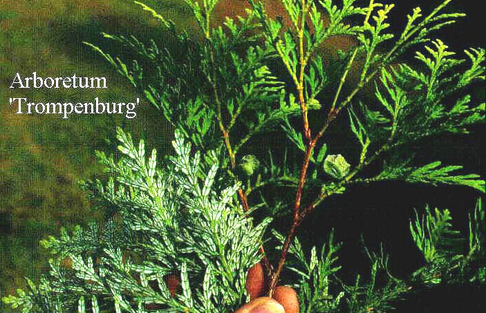 Thuja koraiensis