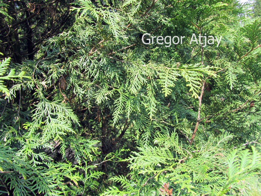 Thuja occidentalis 'Alba'