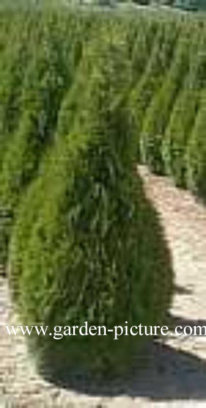 Thuja occidentalis 'Smaragd'
