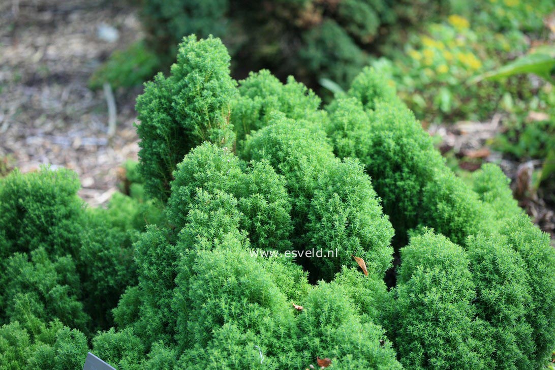 Thuja occidentalis 'Teddy'