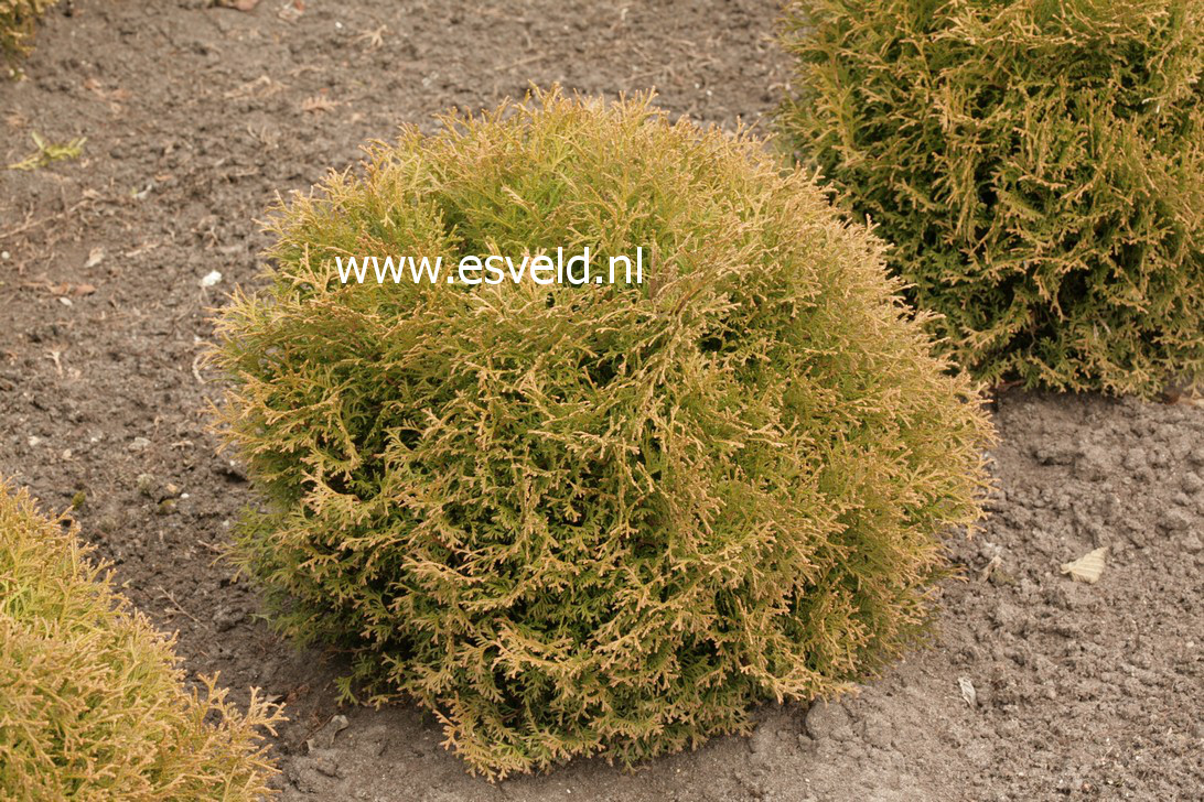 Thuja occidentalis 'Tiny Tim'