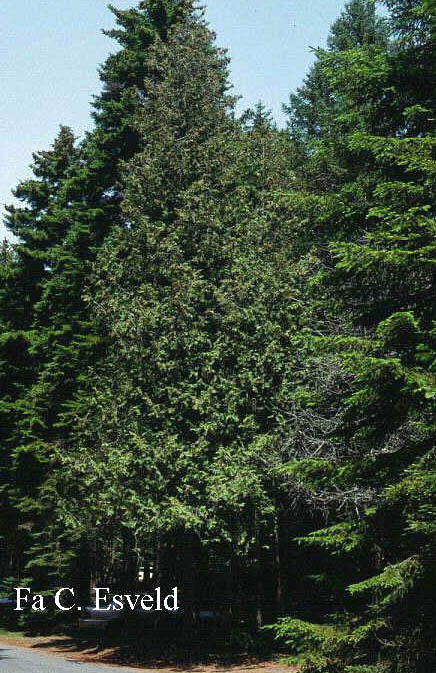 Thuja occidentalis