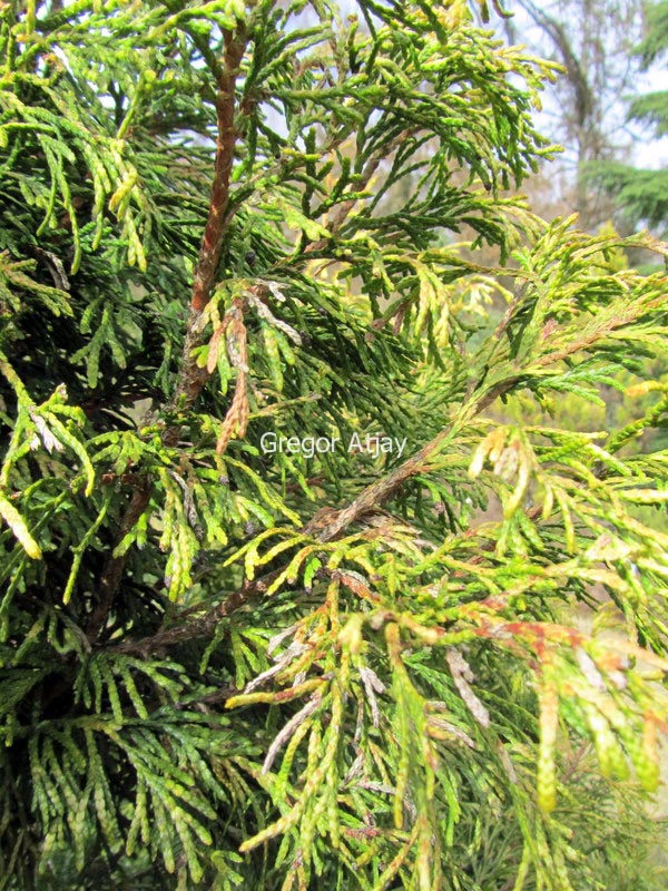 Thuja plicata 'Cuprea'