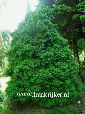 Thuja plicata 'Hillieri'