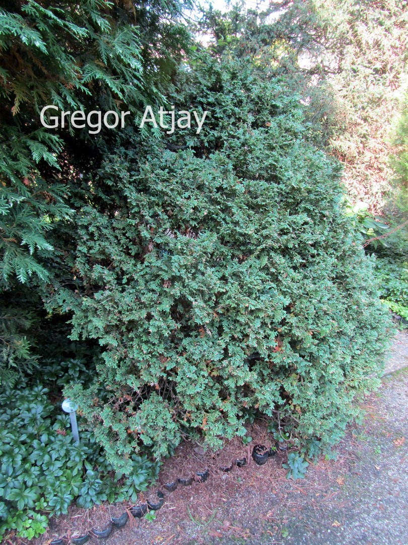Thuja plicata 'Pygmaea'