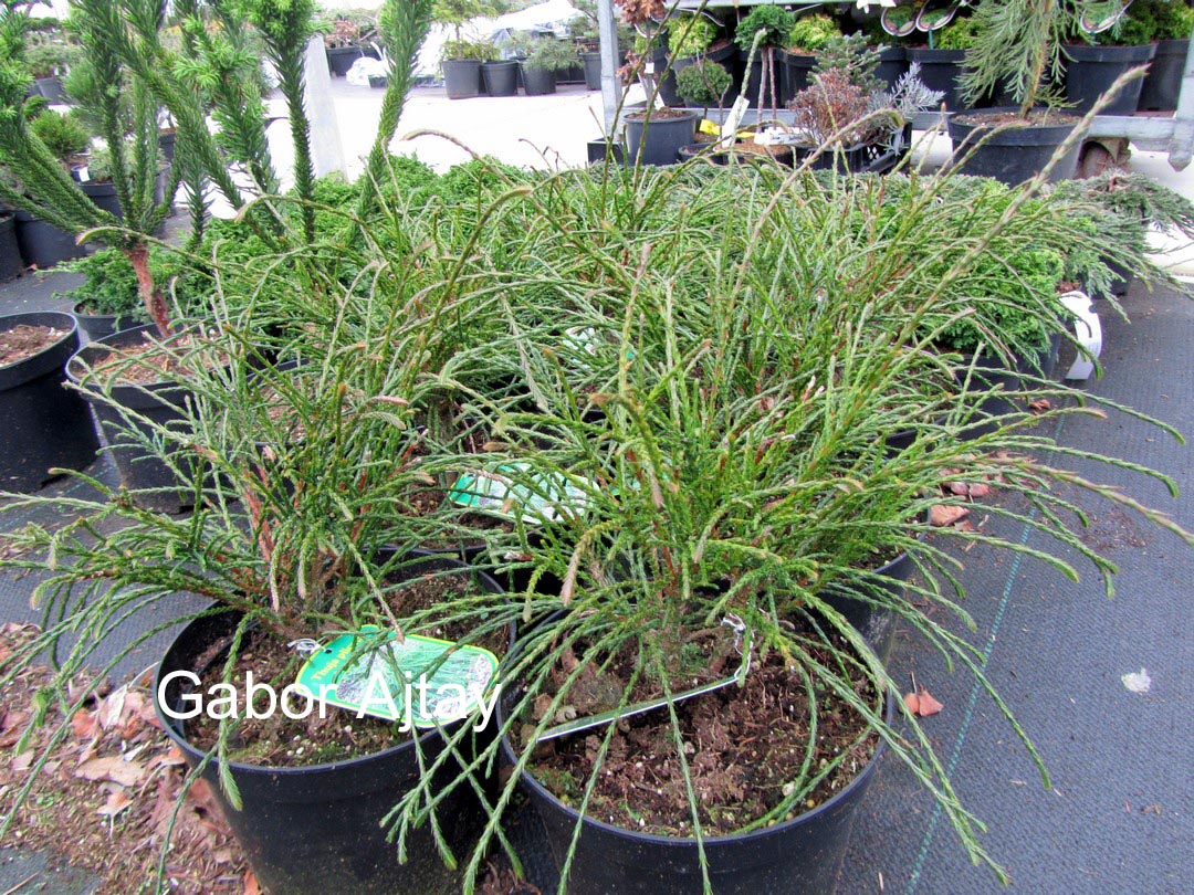 Thuja plicata 'Whipcord'