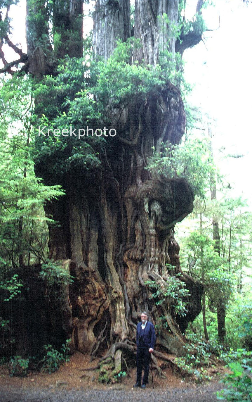 Thuja plicata