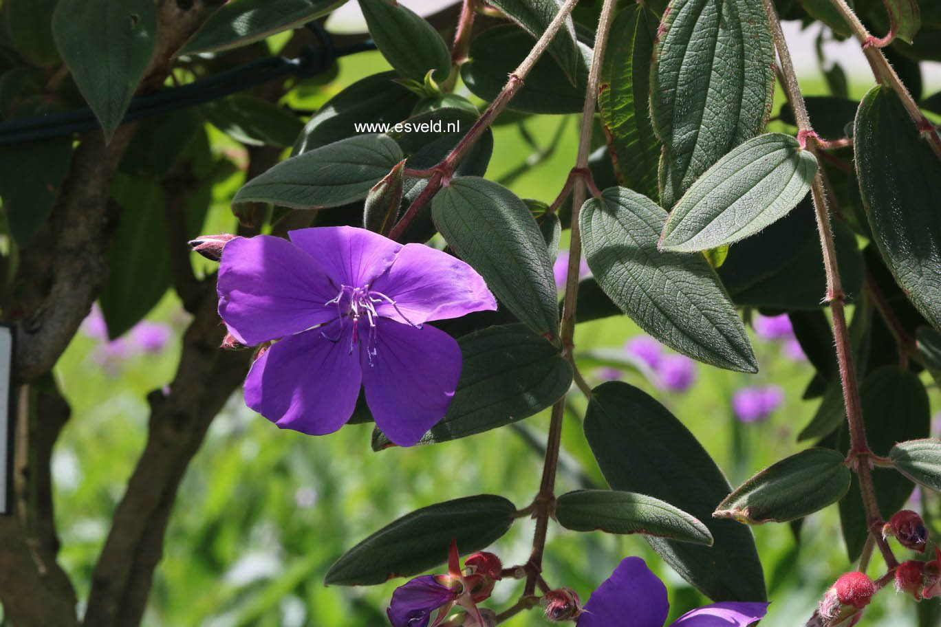 Tibouchina urvilleana