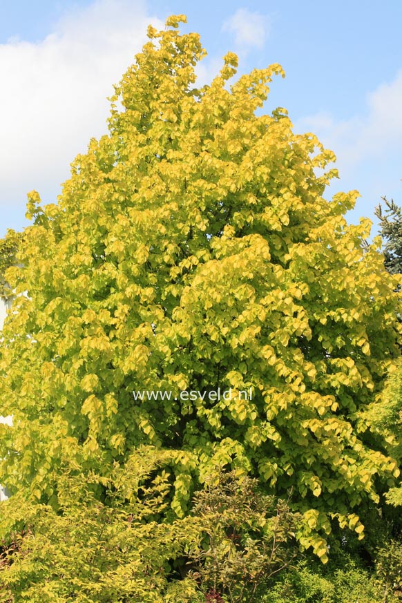Tilia 'Jubilee'