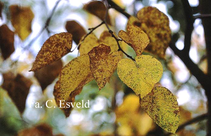 Tilia chingiana
