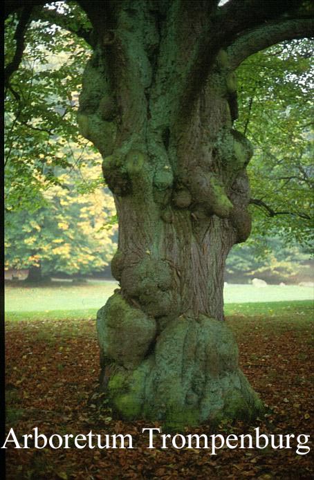 Tilia europaea