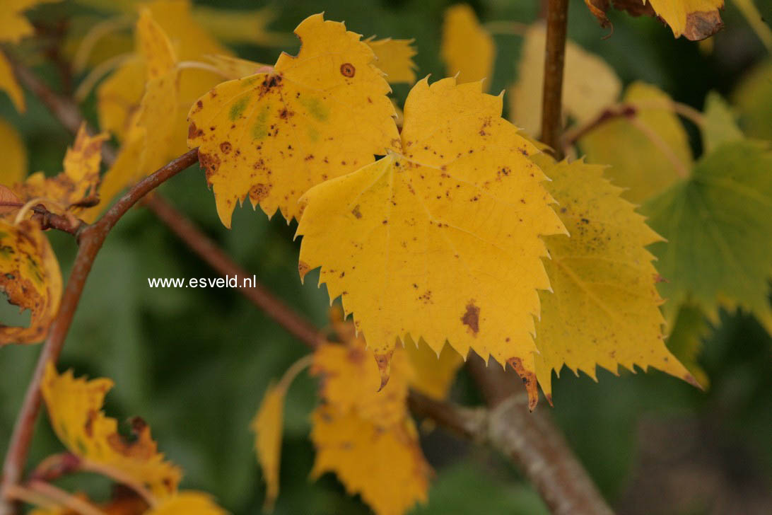 Tilia mongolica 'Harvest Gold'
