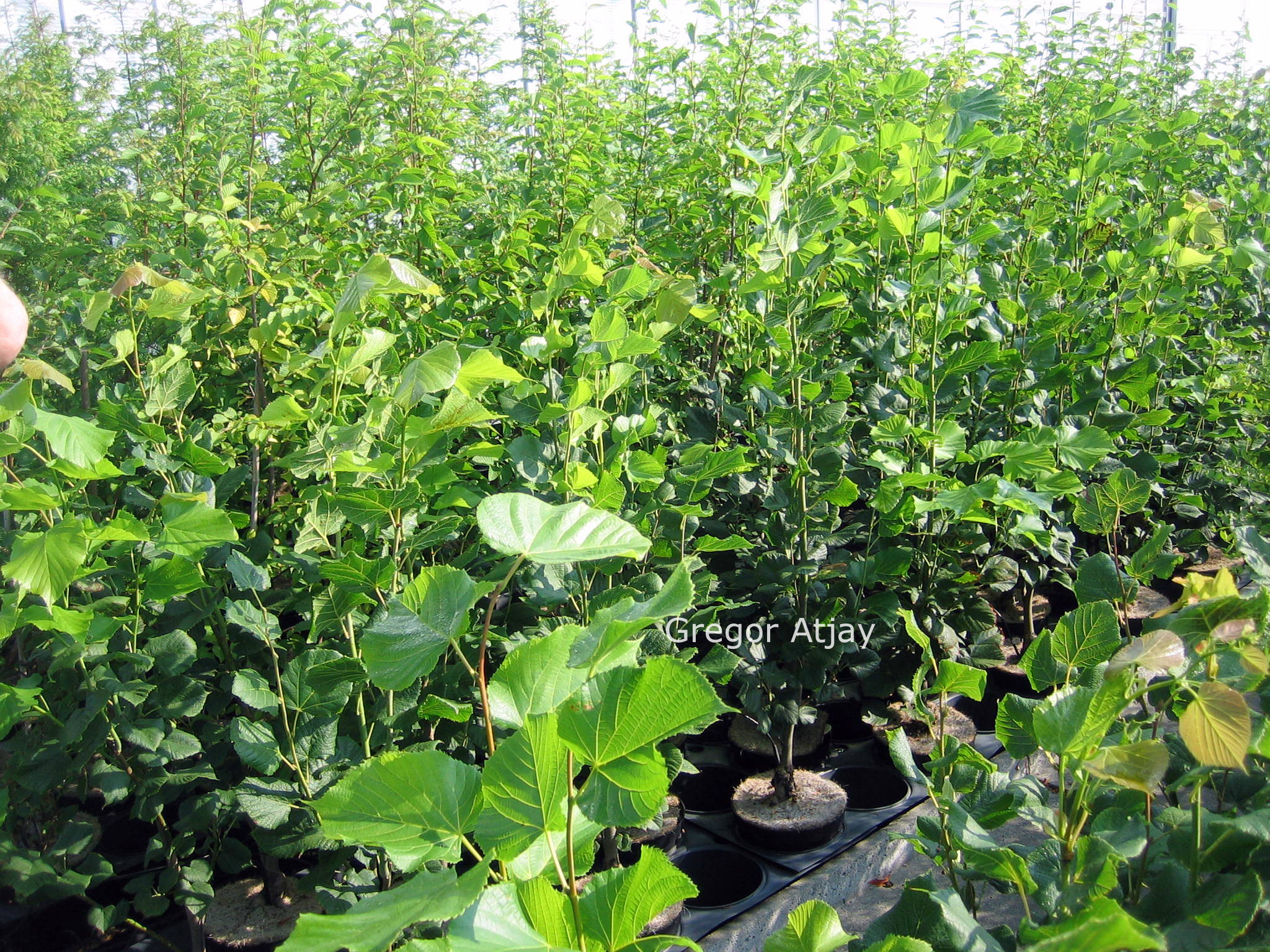 Tilia platyphyllos 'Fastigiata'