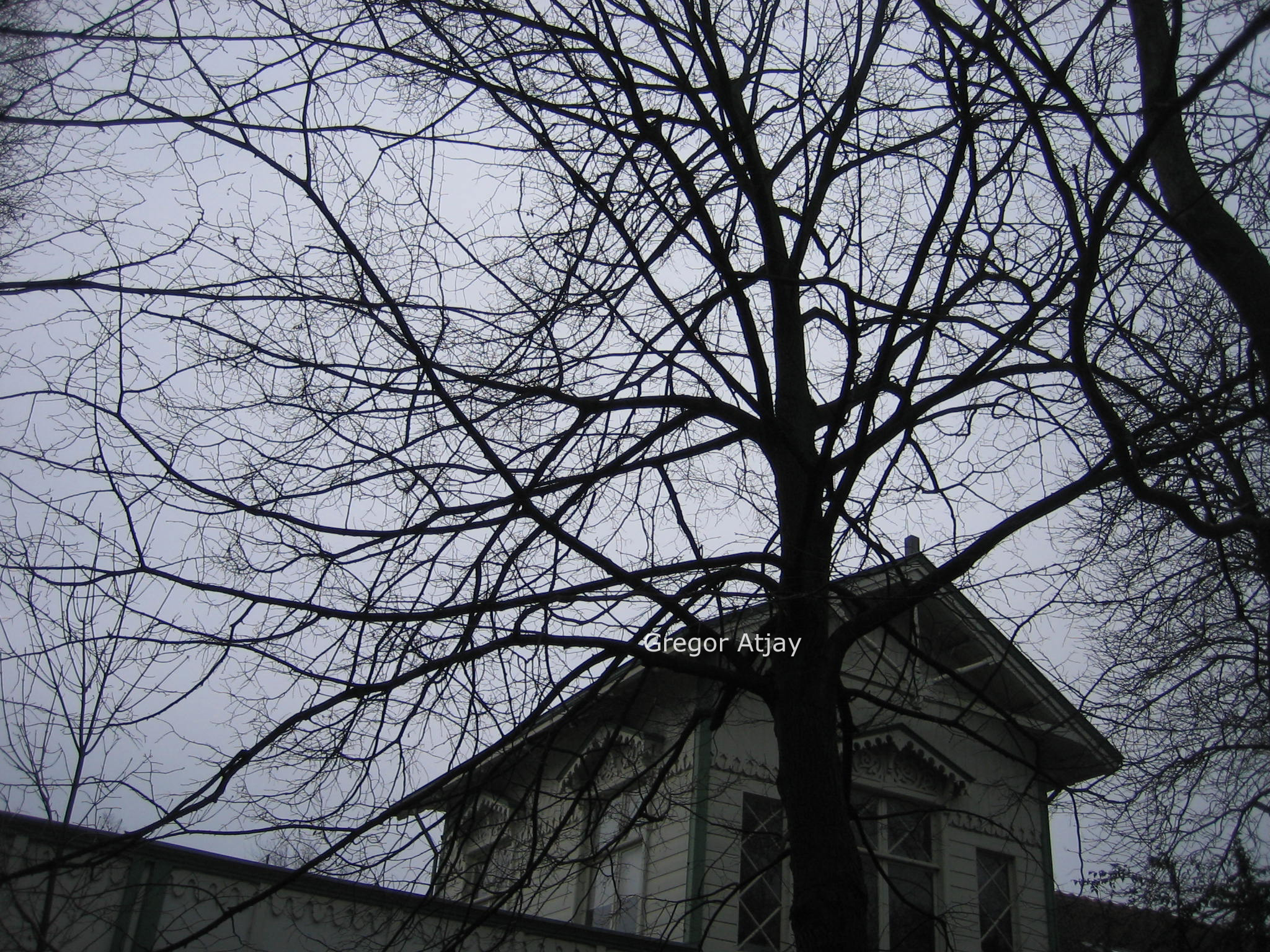 Tilia platyphyllos 'Rubra'