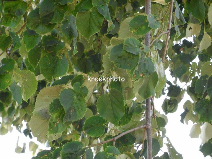 Tilia tomentosa