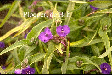 Tradescantia andersoniana 'Leonora'
