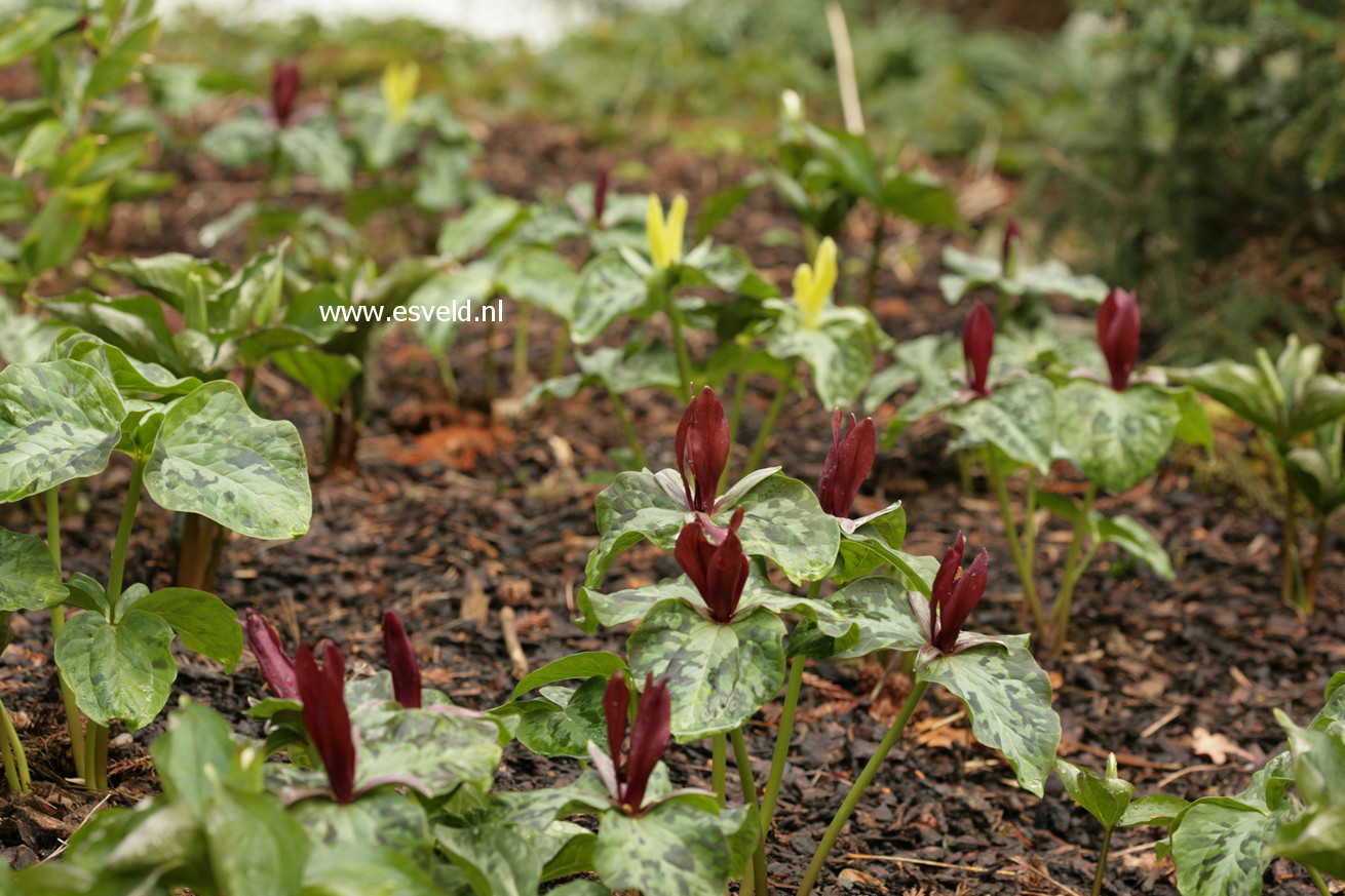 Trillium cuneatum
