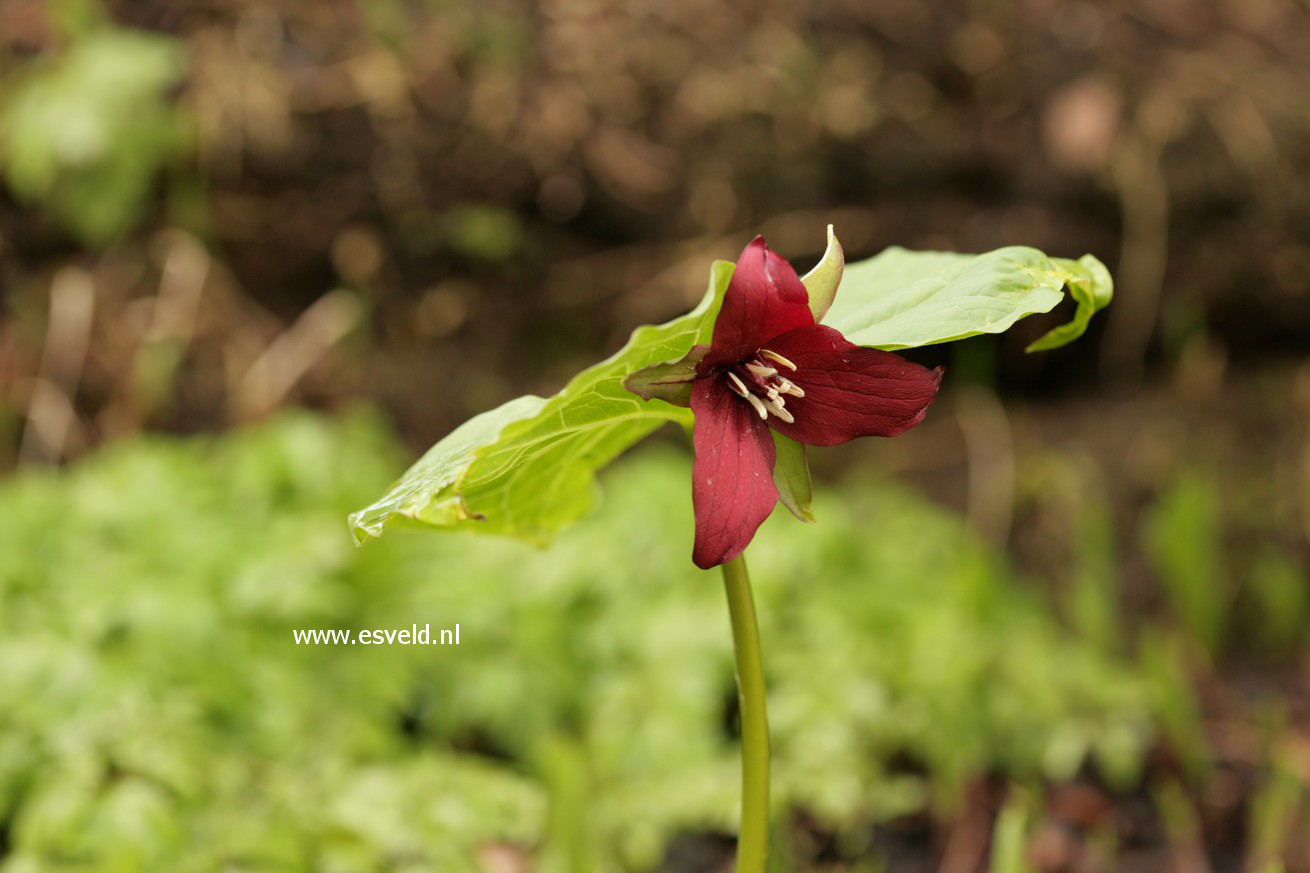 Trillium erectum