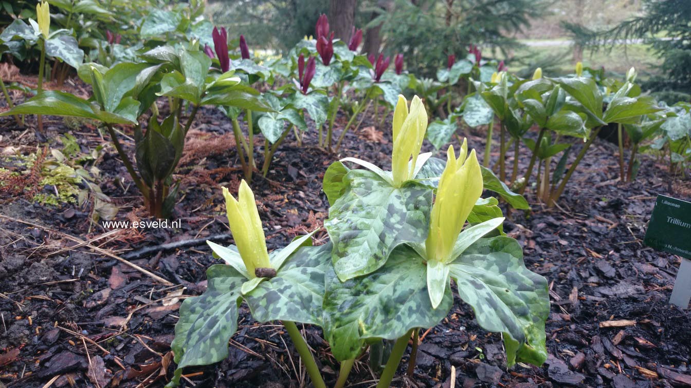 Trillium luteum