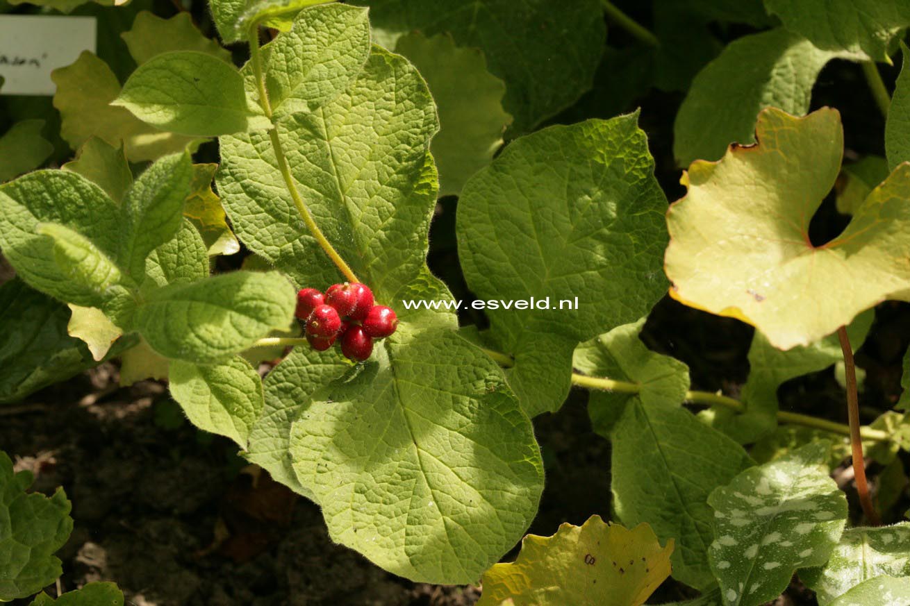 Triosteum himalayanum