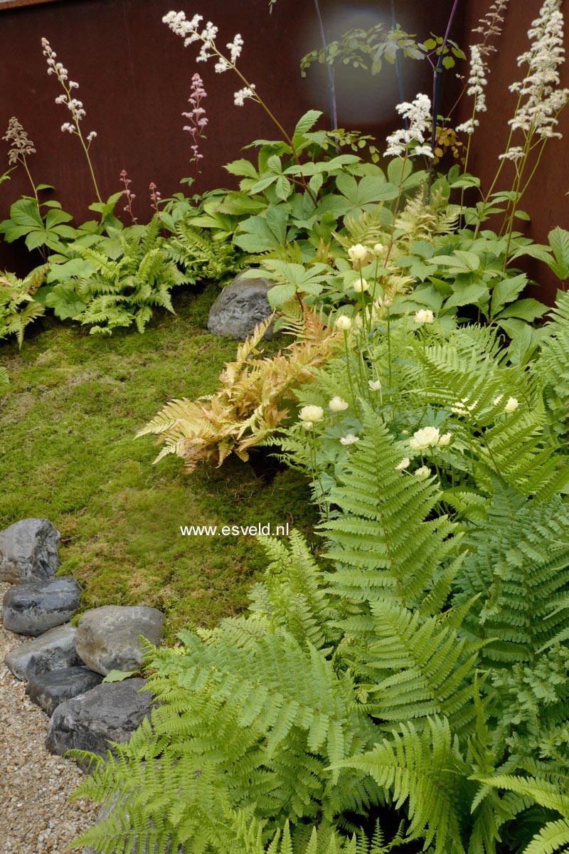 Trollius 'Alabaster'