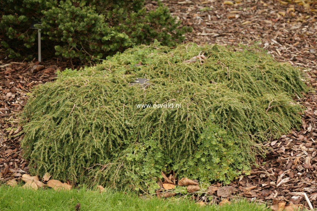 Tsuga canadensis 'Cole's Prostrate'