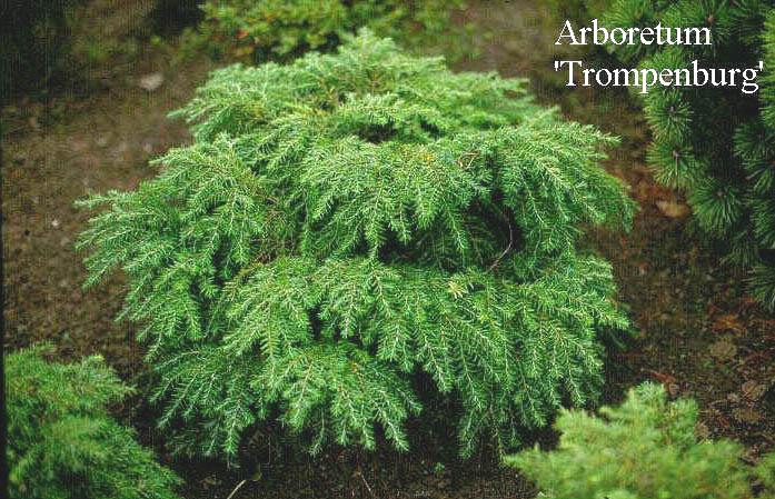 Tsuga canadensis 'Jeddeloh'