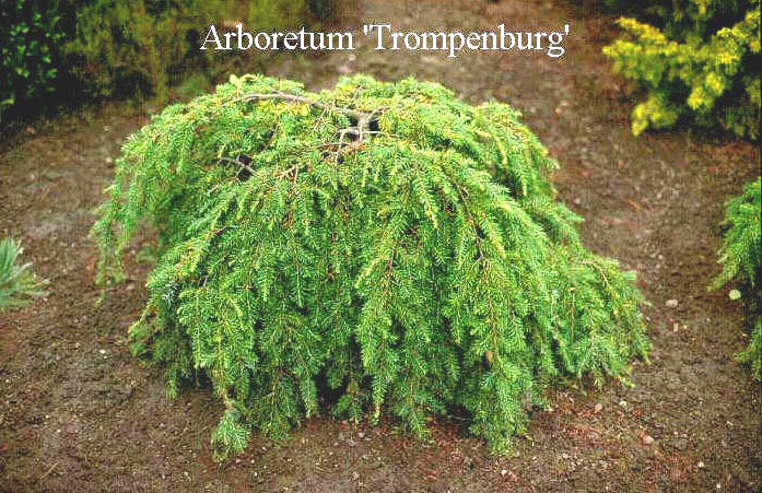 Tsuga canadensis 'Pendula'