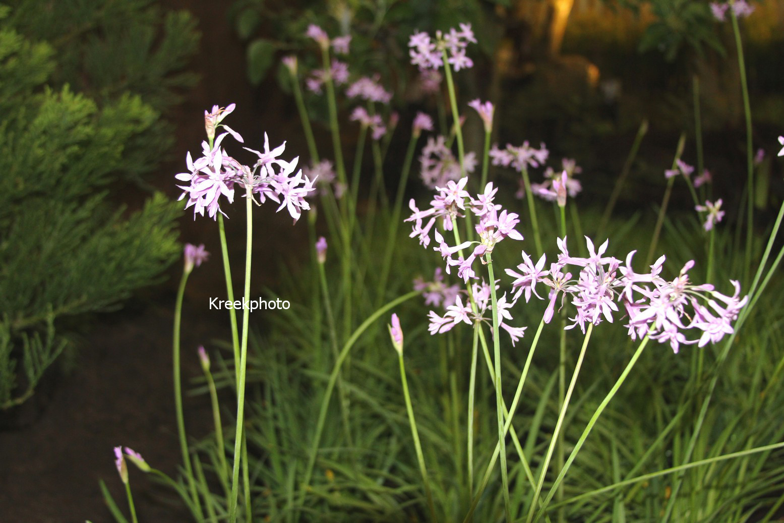 Tulbaghia violacea